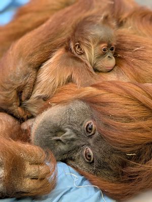 Image post by @denverzoo on Instagram