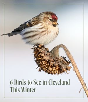 Image post by @clevelandmagazine on Instagram