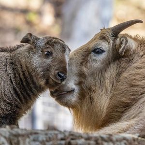 Image post by @sandiegozoo on Instagram