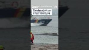 Video post by @nbcnews on YouTube