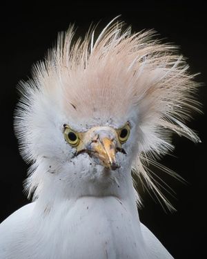 Image post by @rspb on Instagram