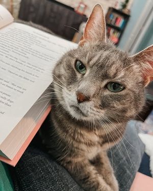 Image post by @evolvepetfood on Instagram