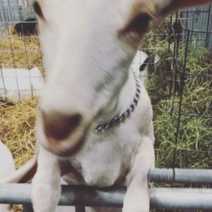 Video post by @MichiganStateFair on Facebook