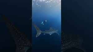 Video post by @gopro on YouTube