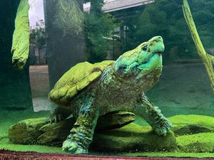 Image post by @bhamzoo on Instagram