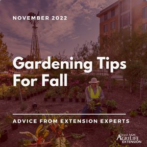 Image post by @txextension on Instagram