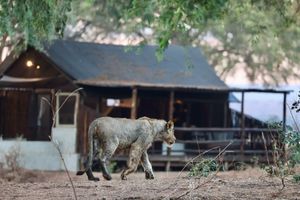 Image post by @chiawasafaris on Instagram