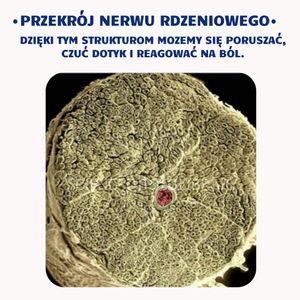 Image post by @neurochirurg_litak on Instagram