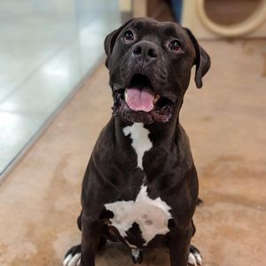 Image post by @spokhumanesoc on Instagram