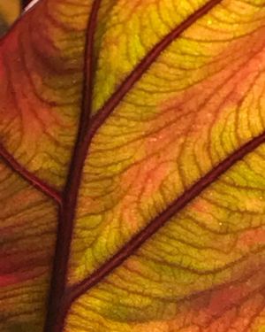 Image post by @ahs_gardening on Instagram