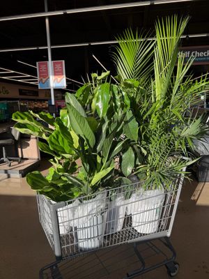 Image post by @aldiusa on Instagram