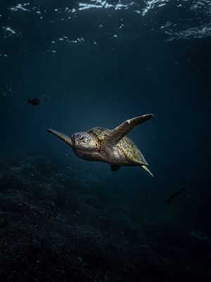 Image post by @discovery on Instagram