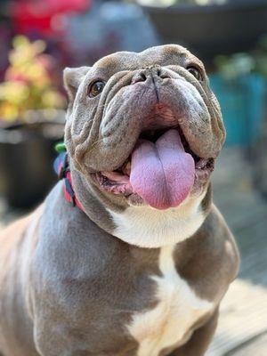 Image post by @heartsandbonesrescue on Instagram