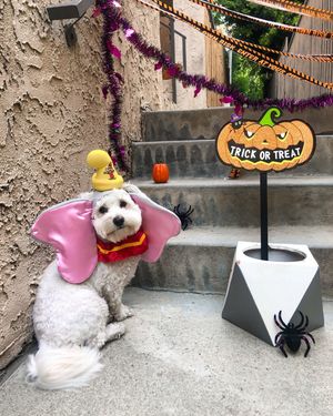Image post by @disneypets on Instagram