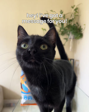 Image post by @solidgoldpets on Instagram