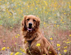 Image post by @diamondpetfoods on Instagram