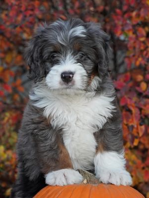 Image post by @castlerockbernedoodles on Instagram
