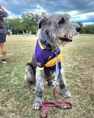 Image post by @thesavannahwolfhound on Instagram