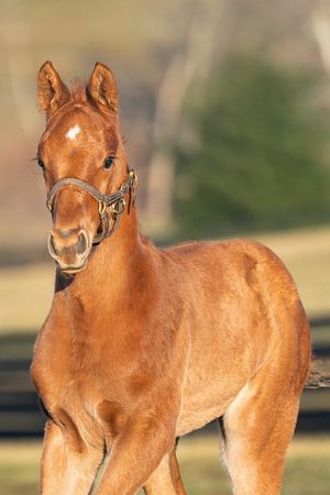 Video post by @spendthriftfarm on Facebook