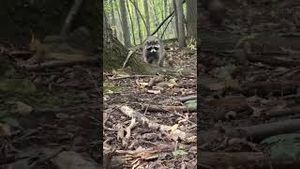 Video post by @barstooloutdoors on YouTube