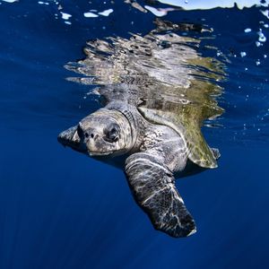 Image post by @bbcearth on Instagram