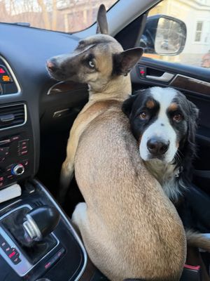 Image post by @Pie the Bernese Mountain Dog on Facebook