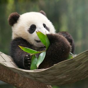 Image post by @sandiegozoo on Instagram