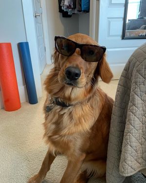 Image post by @pancake.thegolden on Instagram