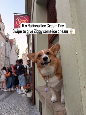 Image post by @ziggy_thecorg on Instagram