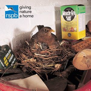 Image post by @rspb on Instagram