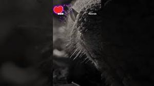 Video post by @bbcearth on YouTube