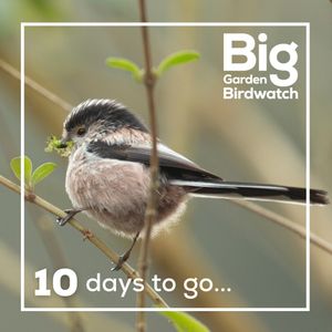 Image post by @rspb on Instagram