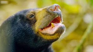 Video post by @bbcearth on YouTube