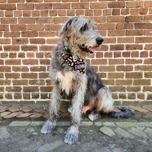 Image post by @thesavannahwolfhound on Instagram