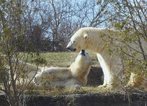 Image post by @detroitzoo on Instagram