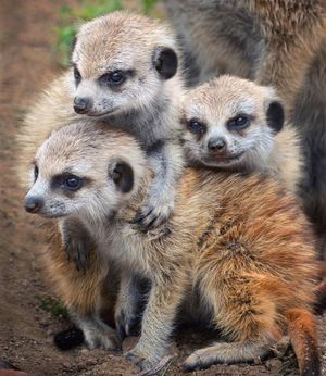 Image post by @sandiegozoo on Instagram