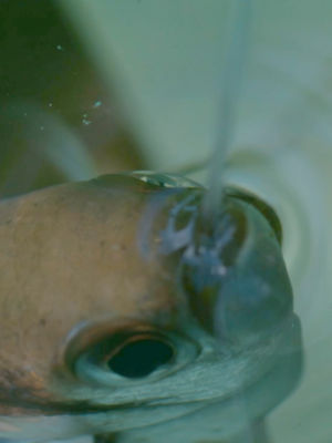 Video post by @bbcearth on TikTok