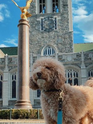 Image post by @bostoncollege on Instagram