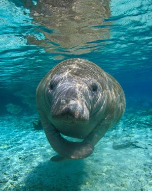 Image post by @oceana on Instagram