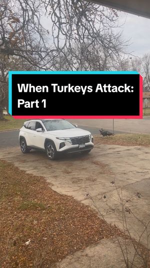 Video post by @carolina_mic on TikTok