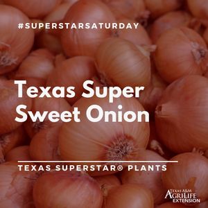 Image post by @txextension on Instagram