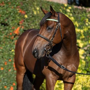 Image post by @juddmonte on Instagram