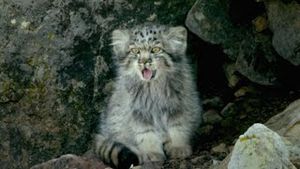 Video post by @bbcearth on YouTube