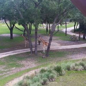 Image post by @thedisneyblog on Instagram