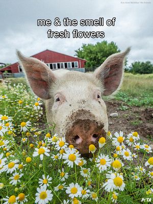 Image post by @peta on Instagram