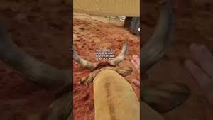 Video post by @pbr on YouTube