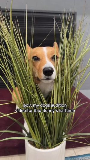 Image post by @ziggythecorg on Facebook