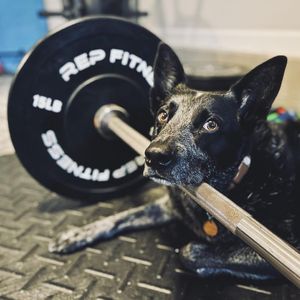 Image post by @repfitnessequipment on Instagram