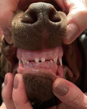 Image post by @capspup on Instagram