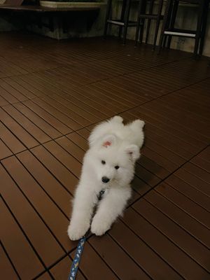 Image post by @littlebearlumi on Instagram